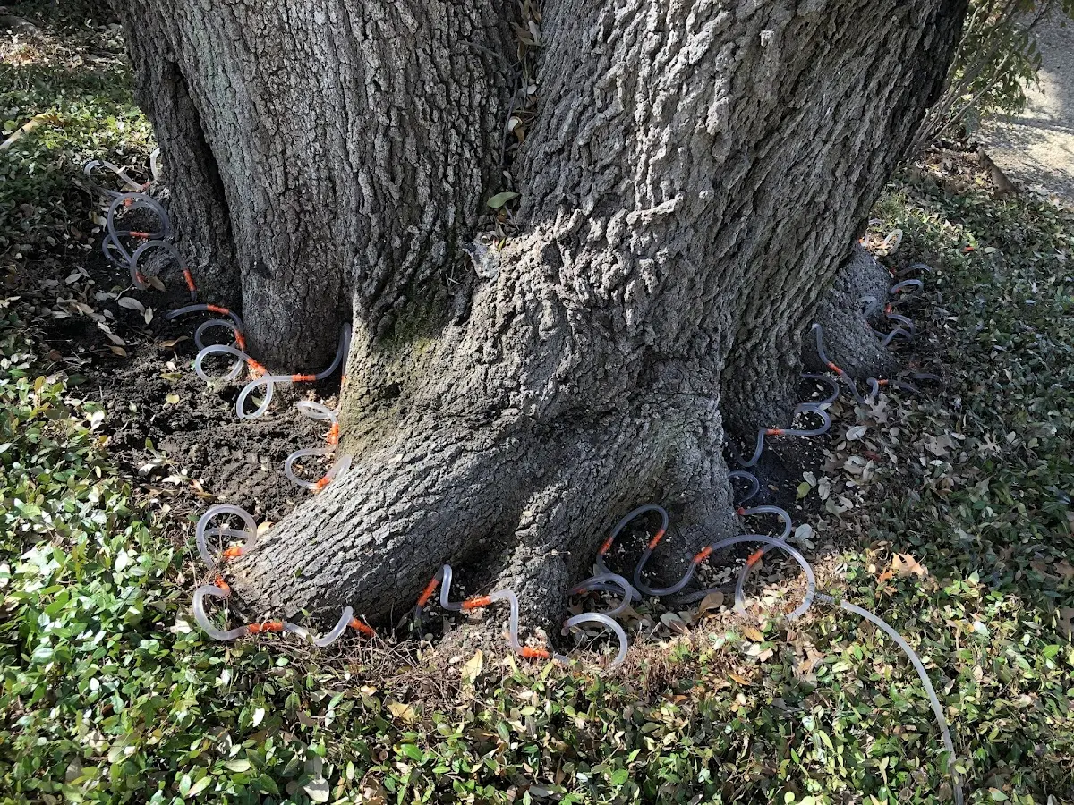 Detailed Tree Cabling and Bracing job site in Robinson