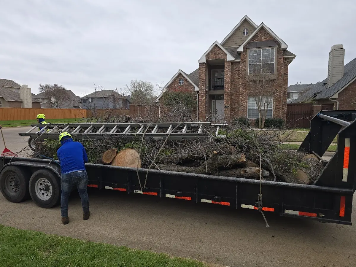 Expert Tree Removal with proper safety equipment in Robinson